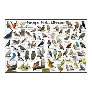 Backyard Birds of Minnesota Bird Identification Nature Poster / Birdwatching - Picture 1 of 5