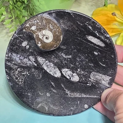 Polished Orthoceras and Ammonite Fossil Dish 4 Inch Black & White Stone Bowl - Image 1 of 4