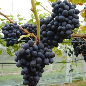 Isabella blaue Traube pilzfeste Weinrebe Weintraube Wein kernarm 2-4 Liter Topf - Bild 1 von 3