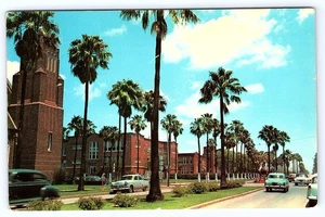Brownsville Texas High School Palm Blvd Trees 1950s Autos postcard D609 - Picture 1 of 2