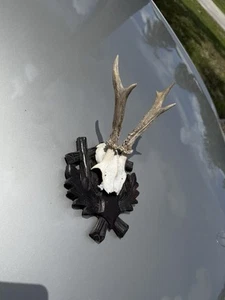 Antique Antler Black Forest Carved Wood Base Trophy - Picture 1 of 9