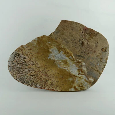 Iguanodon Dinosaur Bone slices (Polished) | Dinosaur fossils from the UK - Image 1 of 4