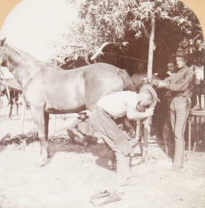1898 6th Cavalry Ferrier Horseshoe Blacksmith Span-Am War Tampa FL Stereoview - Picture 1 of 6
