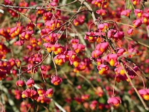 Euonymus europaeus | European Spindle | 100 Seeds - Picture 1 of 10