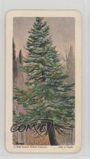 1968 Brooke Bond Red Rose Trees of North America Tea Eastern White Cedar #13 0f8