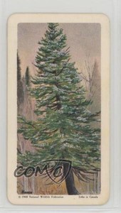 1968 Brooke Bond Red Rose Trees of North America Tea Eastern White Cedar #13 0f8