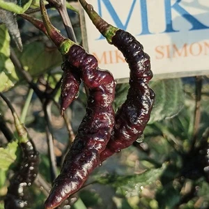 Murupi Black Orange , 10 semillas , Capsicum chinense (545) - Picture 1 of 4