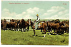 ?M300 - Round up Horses & Rangler" Posted Chas E Morris Divided-back 1909