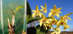 Dendrobium (speciosum) Brimbank Gold x Cosmic Gold, orchidée, Orchid, - Imagen 1 de 1