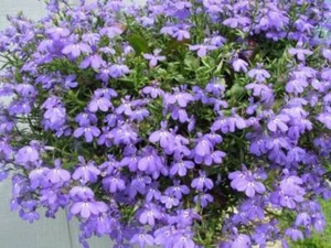200 LILAC Purple LOBELIA REGATTA Lobelia Erinus Flower Seeds - Picture 1 of 5