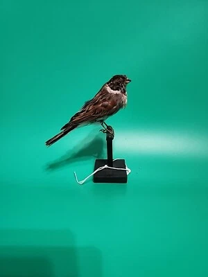 Taxidermia de montaje en mesa para pájaros Bunting BJ40 Foto 1 de 4