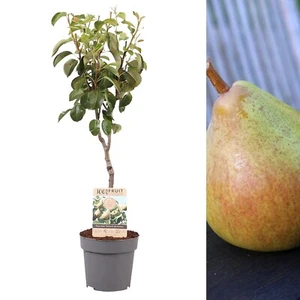 Pear Fruit Tree Doyenne du Comice in 4L Pot - Approx 90cm Tall - Tasty Produce - Picture 1 of 7