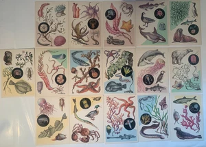 Vintage Rare set of Russian USSR Sea themed colour cards - incl. slip case/cover - Picture 1 of 6