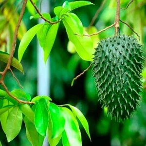Soursop getrocknete Blatt Guanabana Graviola Annona 100% Bio natürlich rein S... - Bild 1 von 5