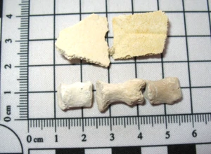 Eocene fossil ray shark fish reptile Morocco - turtle toes and shell #8 - Picture 1 of 9