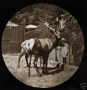 VICTORIAN Glass Magic Lantern Slide WAPITI DEER C1890 IN CAPTIVITY ZOO - Picture 1 of 2