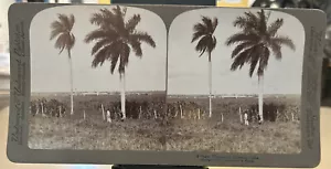 SUGAR PLANTATION, Caracas, Cuba Underwood Stereoview 1899 - Picture 1 of 7