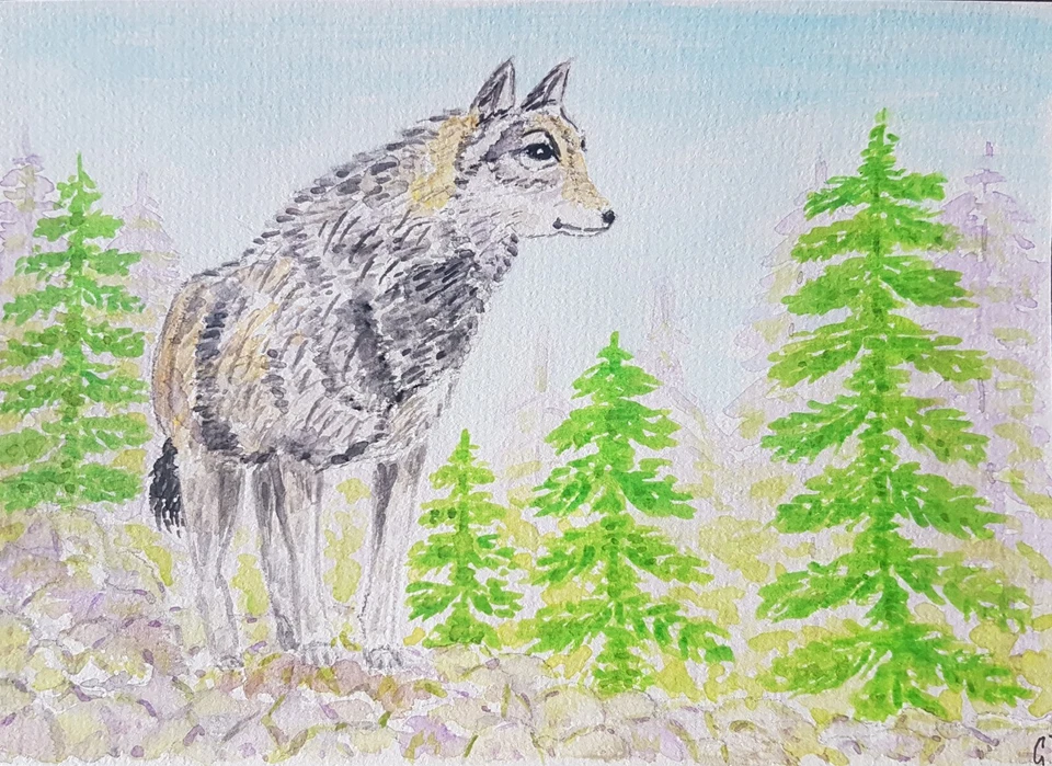Aquarell Wolf 14,8 x 21 cm handgemalt  - Bild 1 von 1