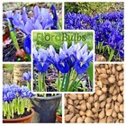 25 DWARF IRIS BULBS 'RETICULATA' SPRING FLOWERING GARDEN BULBS PLANTS FLOWERS