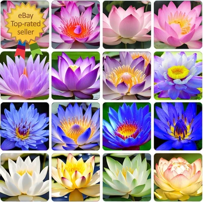 Semillas de loto 35 piezas para plantar semillas de loto de tazón, semillas de plantas con flores de lirio de agua. Foto 1 de 4