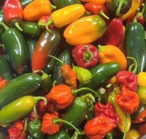 Hot Pepper Mix | Organic Seeds - Picture 1 of 1