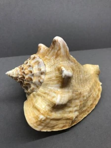 Strombus costatus 138.2 mm, Sea shell, Family Strombidae, collectible shell - Picture 1 of 15
