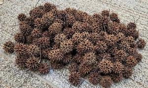 100 SÜSSE GUMMIBAUM (LIQUIDAMBAR) STACHELIGE KUGELSCHOTEN, GETROCKNET ZUM SELBERMACHEN BASTELN HEXEN GRAT - Bild 1 von 5
