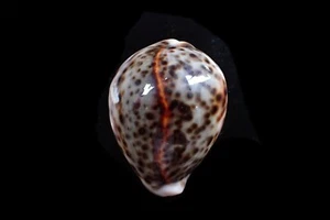 Seashells- Cypraea tigris (UNIQUE RED LIKE CRACK LINE )- 74mm - Picture 1 of 4