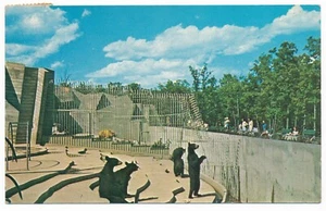 Black Bears City Park Zoo Winnipeg Manitoba MB Assiniboine Park Postcard 1954 - Imagen 1 de 2