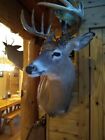 Whitetail deer head,Taxidermy,stuffed,mounts,camp ,decor,outdoor,sports,antlers
