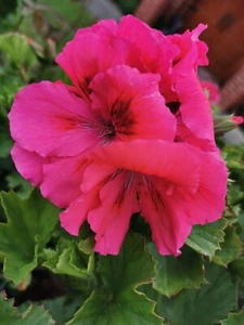 Regal Pelargonium 2x Cuttings Pinky Red Perennial medium to large long lasting - Picture 1 of 7