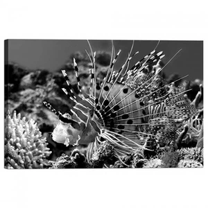 Imagen Impresión en Lienzo Con Marco Pez Spotfin Pez Fuego Rojo - Imagen 1 de 1