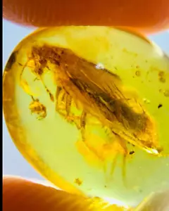 Cretaceous Fossil Burmese amber burmite cockroach insect amber Fossil Myanmar - Picture 1 of 4