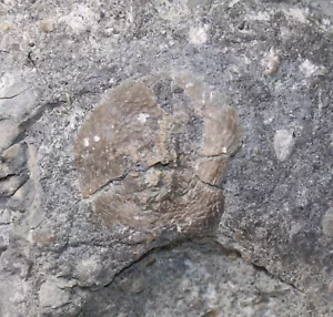 Edrioasteroidea, Belochthus orthokalus, Ordovizium, Ontario, Kanada -x539 - Bild 1 von 3