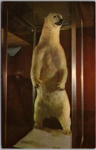 Vintage 1960s ELKO, Nevada Postcard MONTE CARLO CASINO / Stuffed Polar Bear - Picture 1 of 2