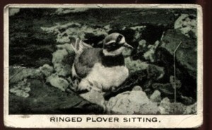 Tobacco Card, RS Challis Baldric, WILD BIRDS AT HOME, Ringed Plover Sitting, #2