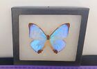 Morpho Sulkowski A1 Real Framed Butterfly Purple Color Mounted Riker Framed 