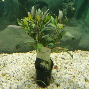 @ (◕‿◕)\\@ Aquariumpflanzen : Hygrophila angustifolia "Rubra" - Wasserfreund Rot - Bild 1 von 1
