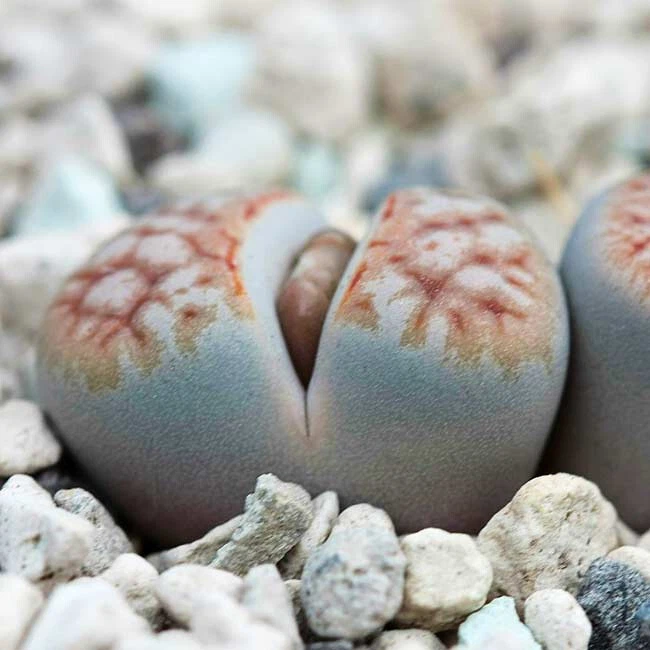 Lithops Karasmontana Mickbergensis - 15 Seeds - Living Stones Mesemb Succulent - Image 1 of 1