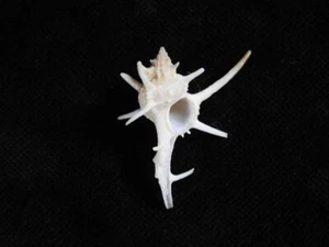 Muschel Chicoreus longicornis 32,2mm ID#7964 - Bild 1 von 3