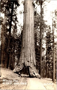 Postal con foto real RPPC Wawona túnel secuoya árbol California - Imagen 1 de 2