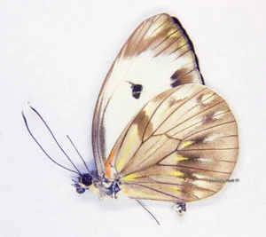 Unmounted Butterfly/Pieridae - Pieriballia viardi viardi, M, Mexico - Picture 1 of 1
