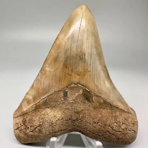 SCHÖNE FARBEN scharf gezackter 3,87 Zoll fossiler MEGALODON Haizahn - USA - Bild 1 von 6