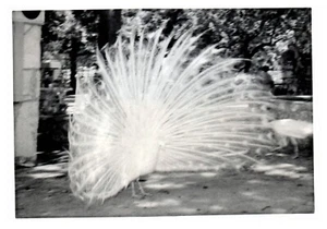 Courtship - Peacock displaying Feathers Train to attract Peahen VTG Photo C10 - Picture 1 of 2
