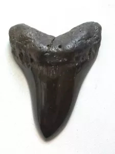 5 INCH FOSSILISED MEGALODON SHARK TOOTH. - Picture 1 of 3