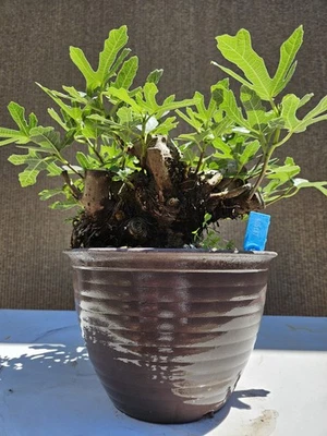 Old Fig Bonsai Tree ( Ficus Carica ),,, sale  - Image 1 of 4