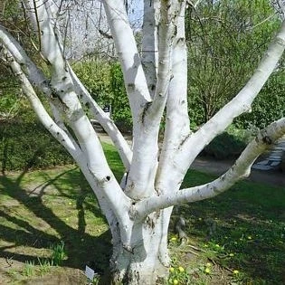 Weißrindige Himalaja-Birke DOORENBOS 160-180 cm im Container - Bild 1 von 4