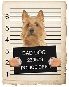 Australian Terrier Mugshot Bad Dog Fridge refrigerator Car Magnet