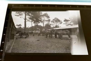 tolles altes Negativ - Pferde, Pferdegestüt ?  Viele Pferde - 30-40er Jahre - Picture 1 of 1