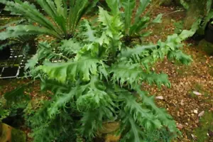 Microsorum Punctatum Live Fern Dragon’s Wing Rare Houseplants 2.5'' Pot Size - Picture 1 of 1